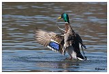 sized_Wilde eend_20090321_005